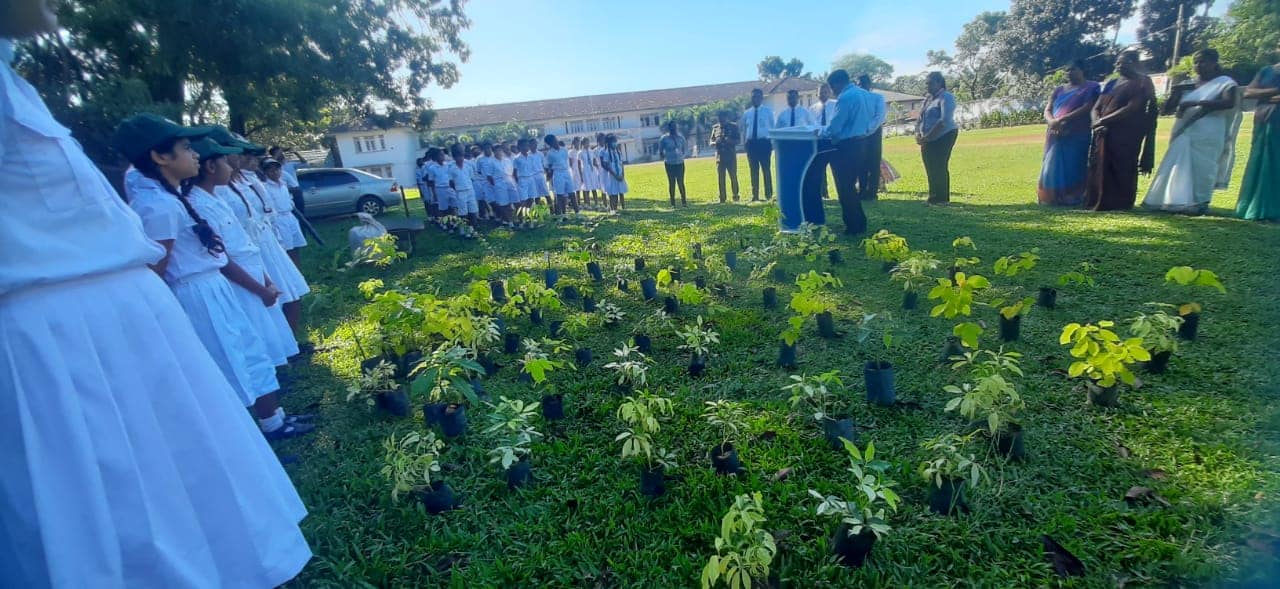 Tree Plantation Programme